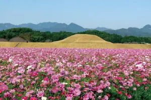 西都 コスモスイメージ